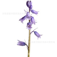 藍(lán)鈴花種球 多年生秋冬種球根花卉野風(fēng)信子耐寒球莖種新品